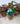 Dessert Blossom | Size 6.5