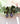 Wild Green  Bloom| 1 | Earrings