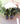 Wild Green  Bloom| 1 | Earrings