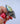 Shark Tooth Ring 3 | 10